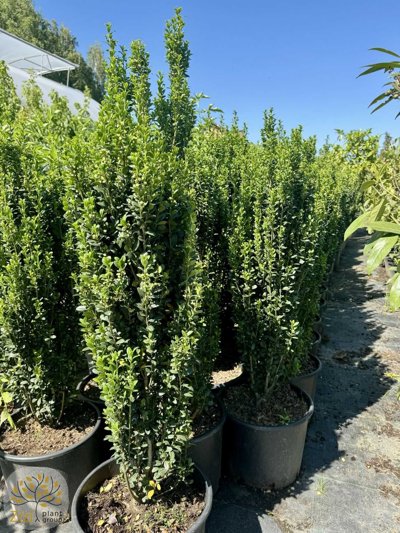 Ilex crenata Fastigiata, Ostrokrzew karbowanolistny, 100-120cm