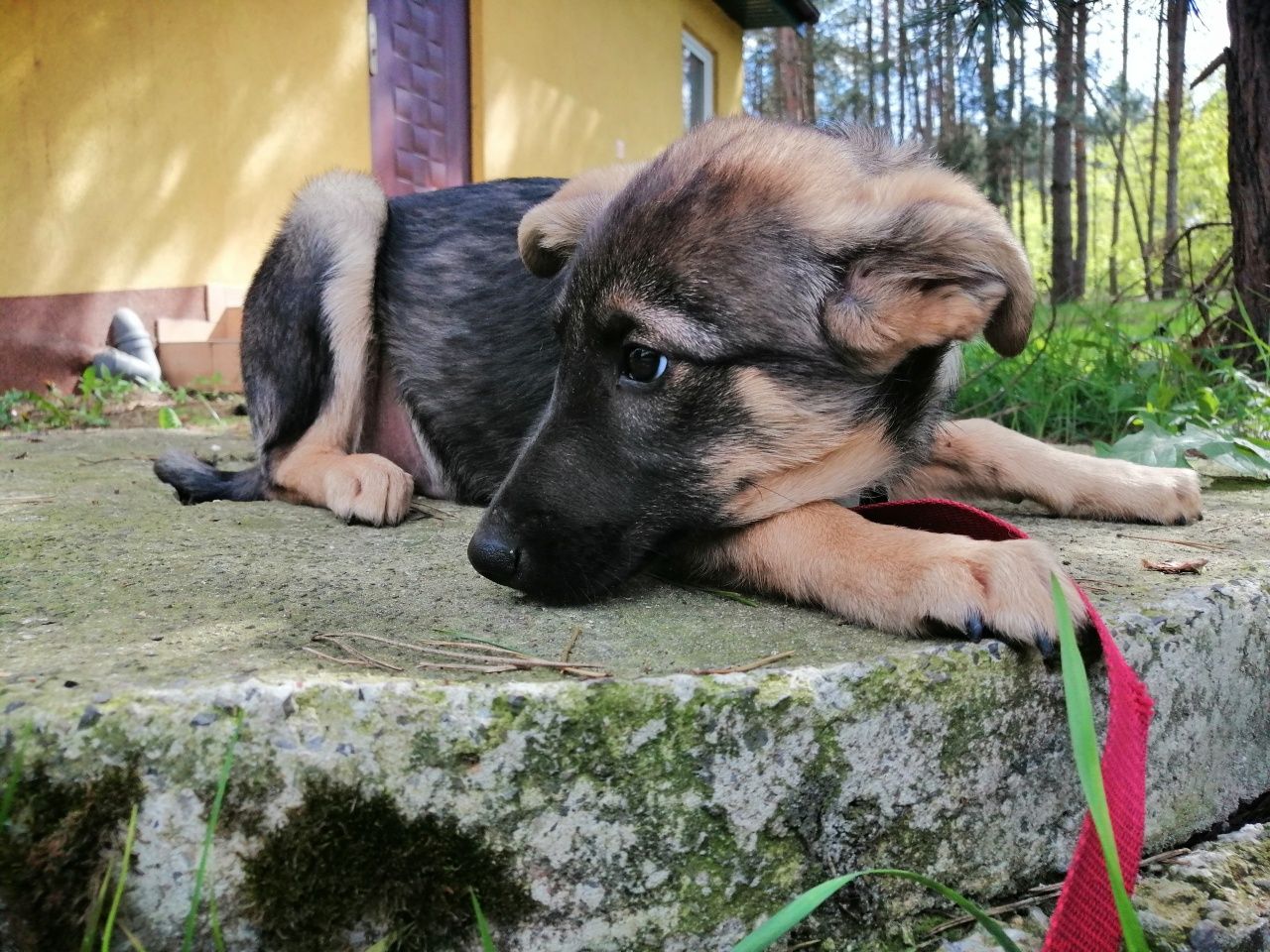 MAKSIU szczeniak szuka domu