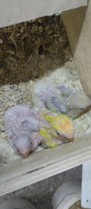 Agapornis roseicollis para acabar de criar a mão