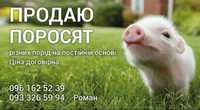 Продам поросята  різних порід. На постійній основі.