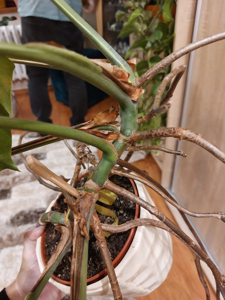 Wyprzedaż domowa Monstera big form variegata halfmoon biała alba