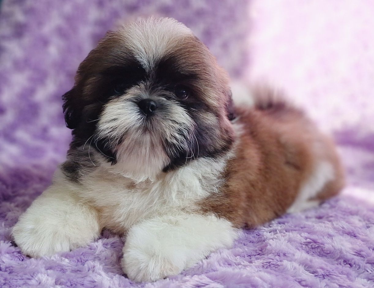 Puchaty chłopiec tri-color Shih Tzu z rodowodem