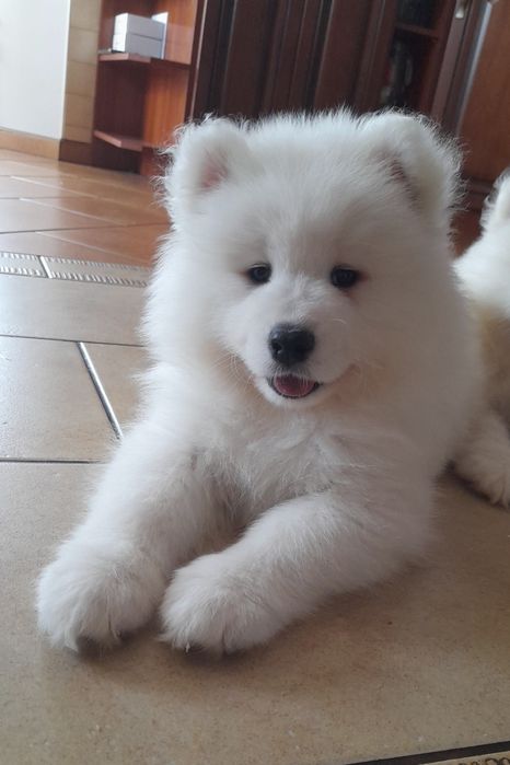 Samoyed samojed piesek do odbioru!