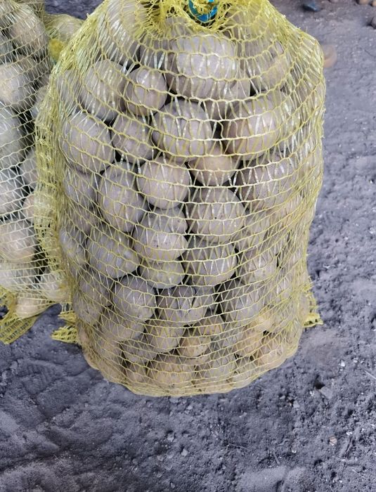 Ziemniaki odpadowe paszowe