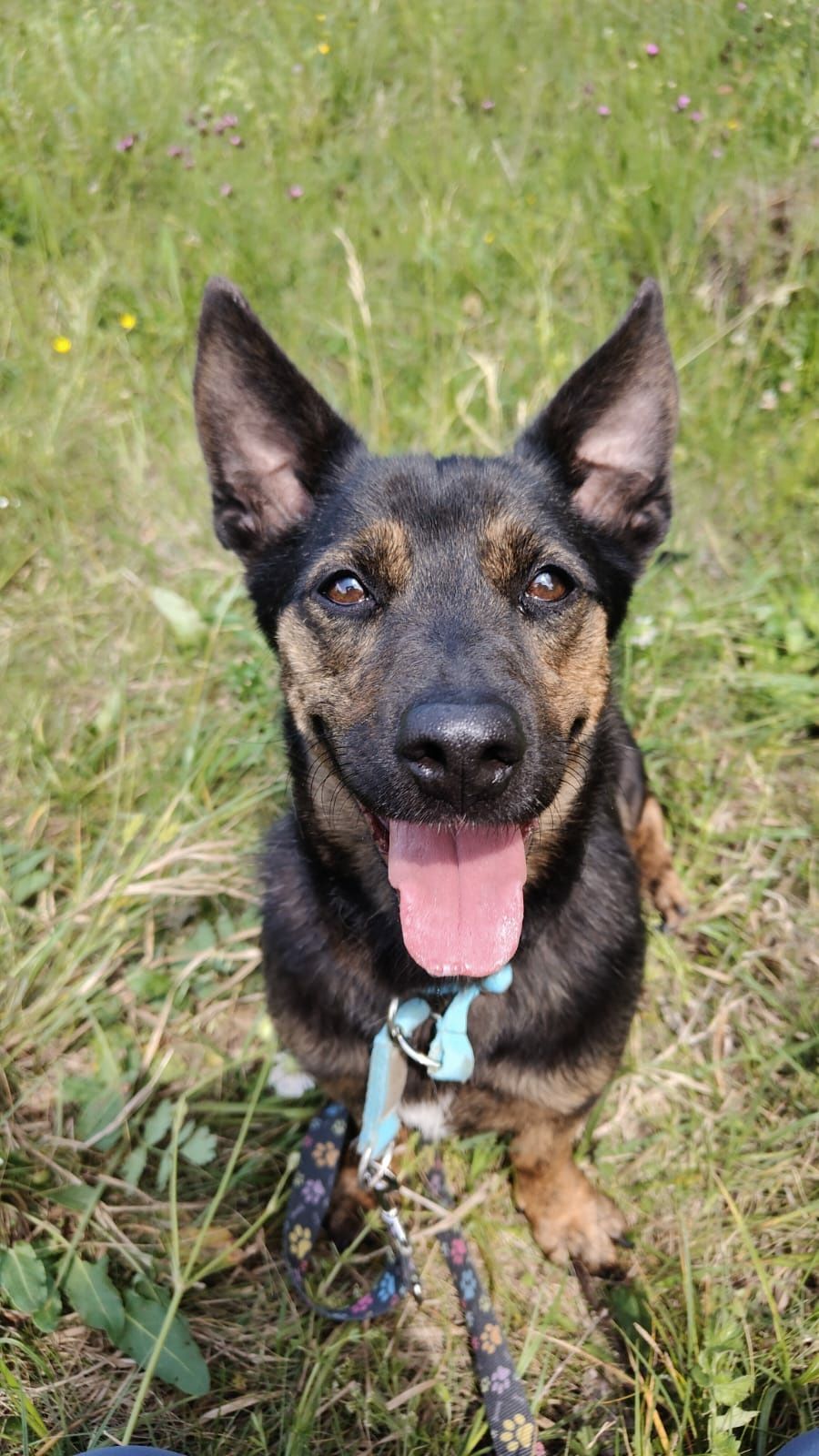 Śliczny mały piesek Jędruś do adopcji ze schroniska.