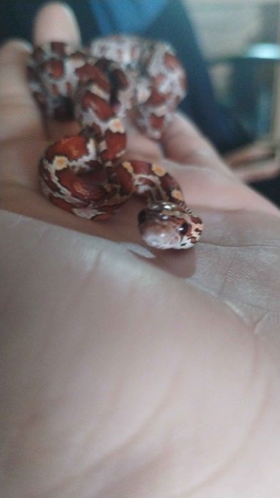 Sprzedam węża zbożowego + pokarm!