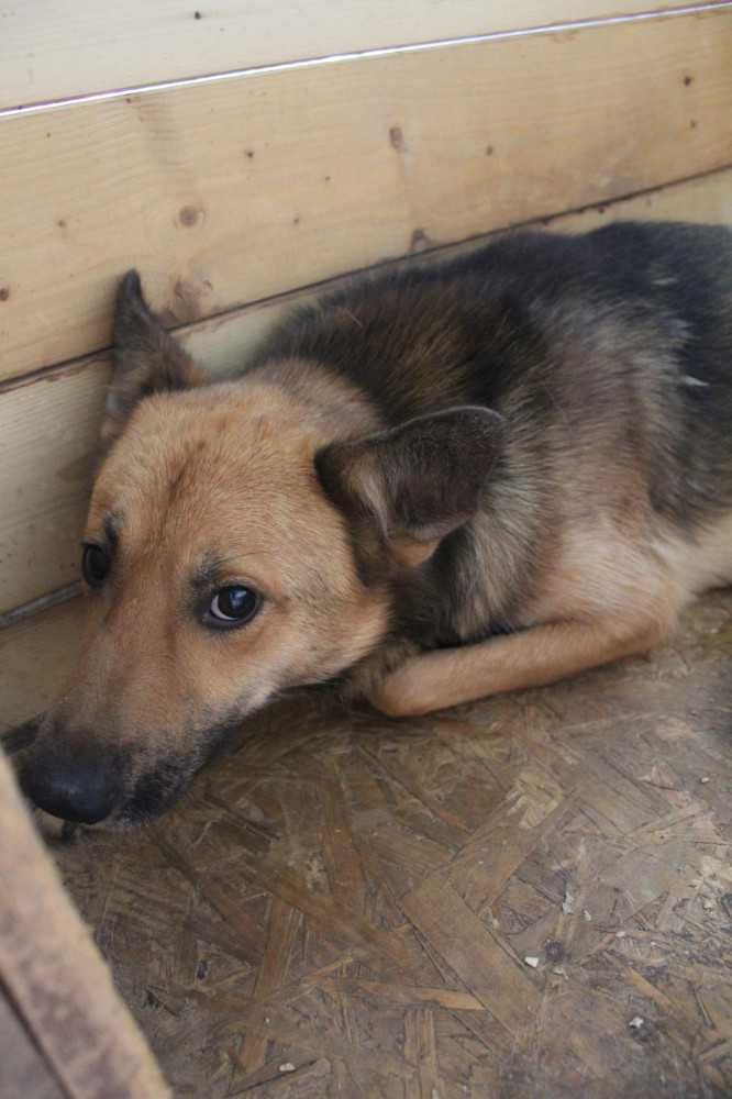 043988 Kojo tylko odpowiedzialna adopcja