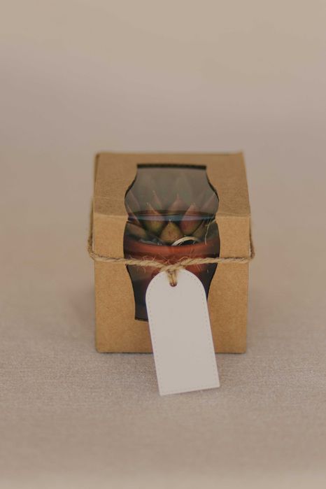 Mini suculenta com caixa individual