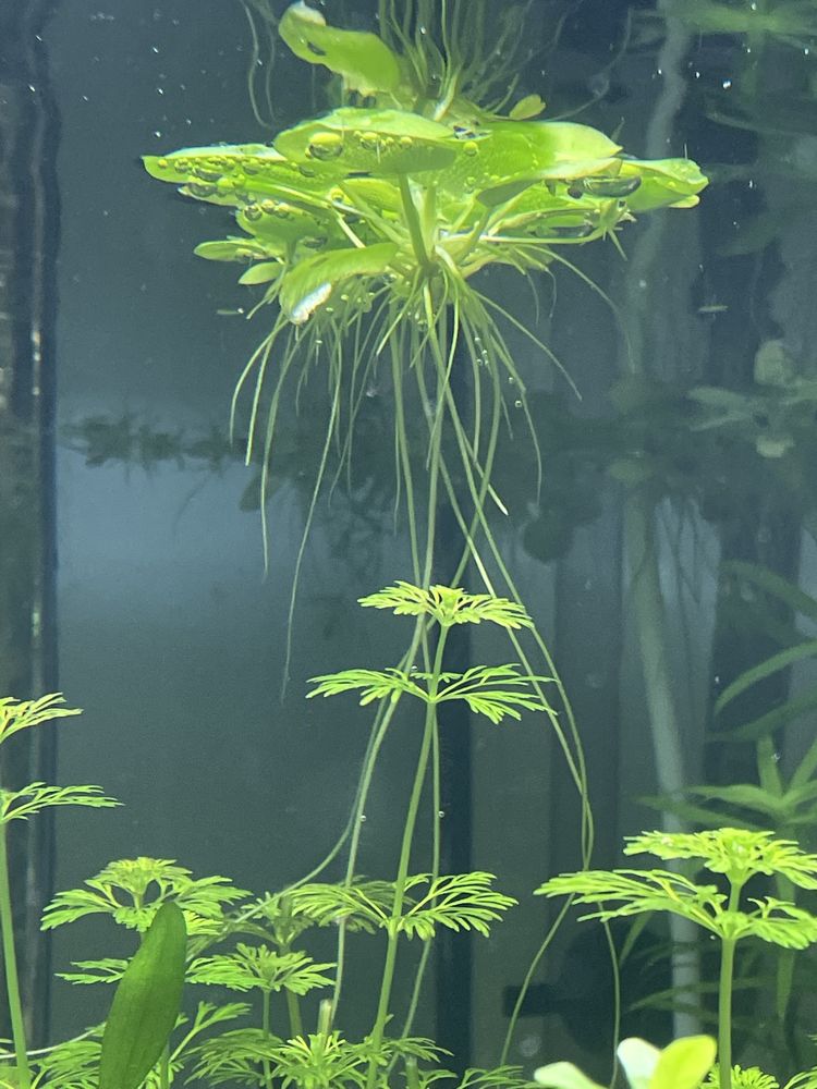 Plantas de aquario