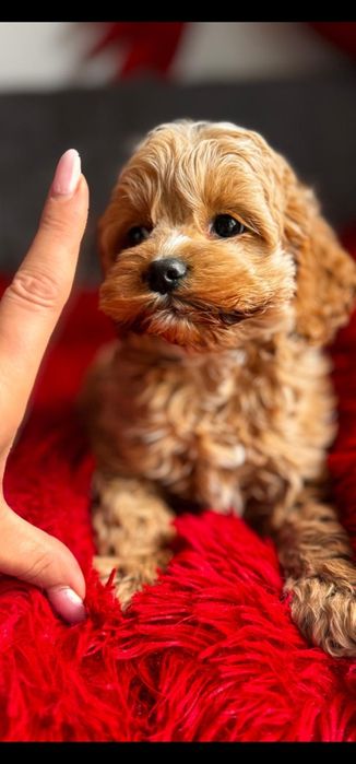 Cudnej urody cocapoo - pudel i cocker spaniel amerykański