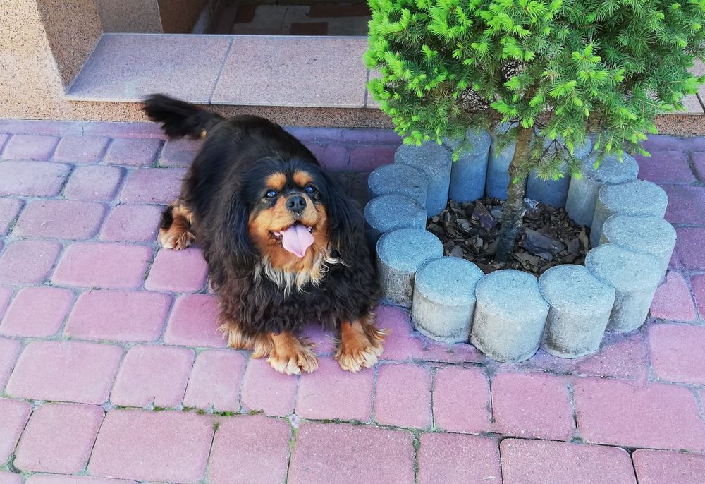 Cavalier King Charles spaniel suczka