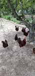 Trio Rhode Island Red