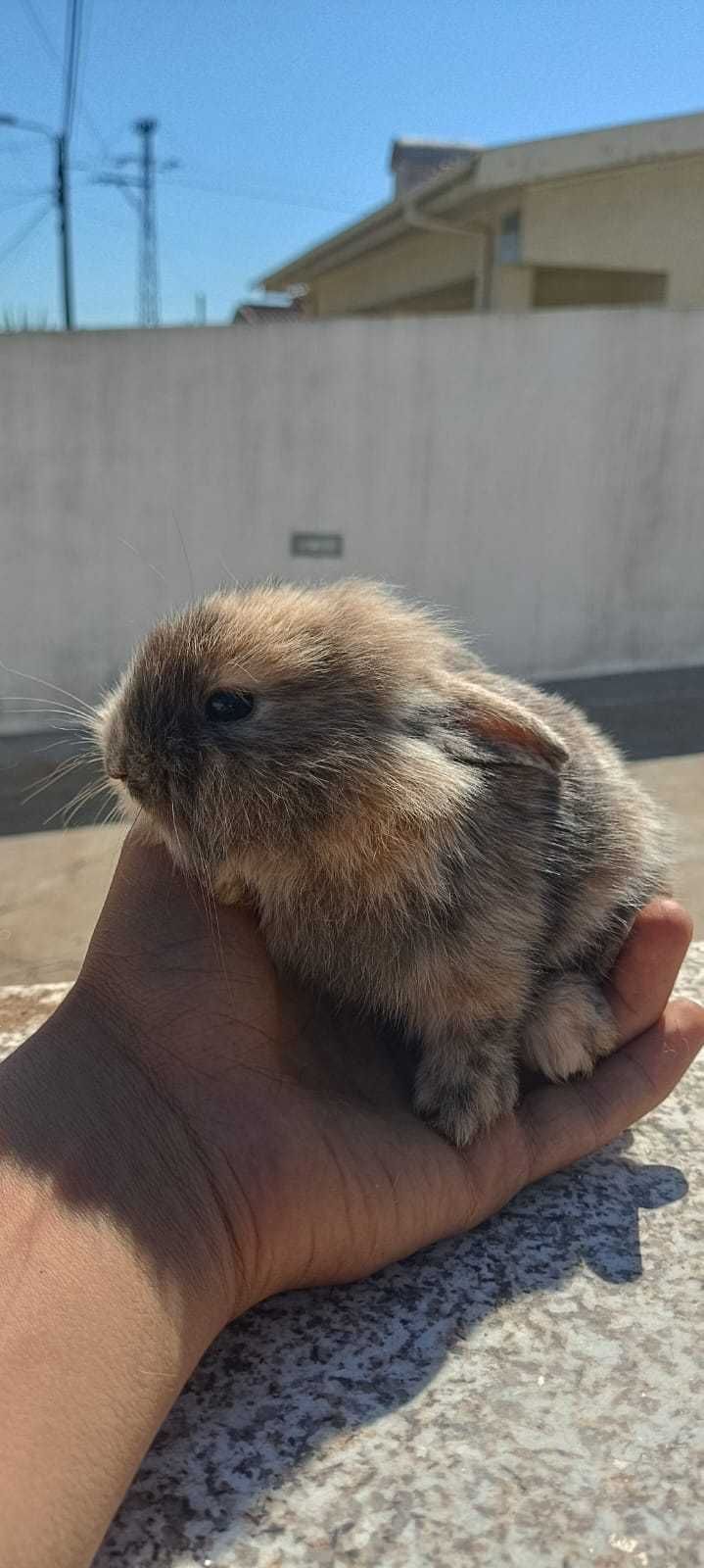 Coelhos Holandes "Estimação" - 3 Semanas