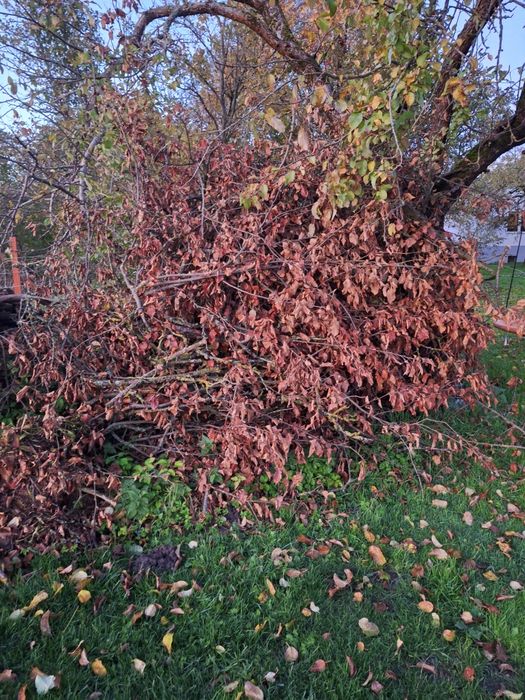 Oddam gałęziówkę świerk jabłoń grusza mirabelki pellet