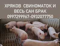 Свини свиноматки хрякы