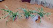 Хлорофітум Chlorophytum