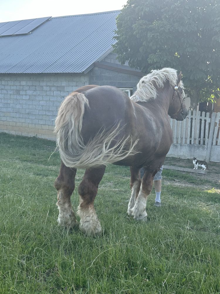 Sprzedam jednego z ogierów