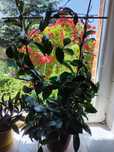 ALOES LECZNICZY  50cm wysokości HOYA