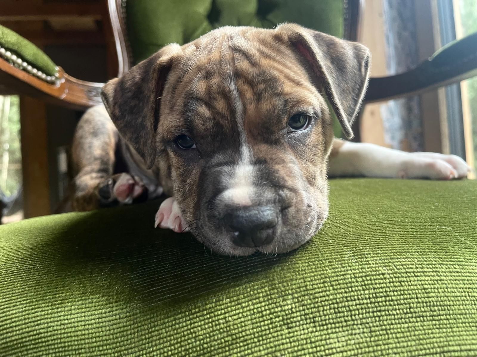 Piekny pregowany amstaff