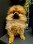 Szpic miniaturowy Pomeranian Boo sunieczka