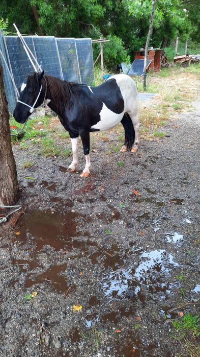 Pónei cheia dum malhado