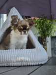 Chihuahua odbiór na już  Piesek długowłosy