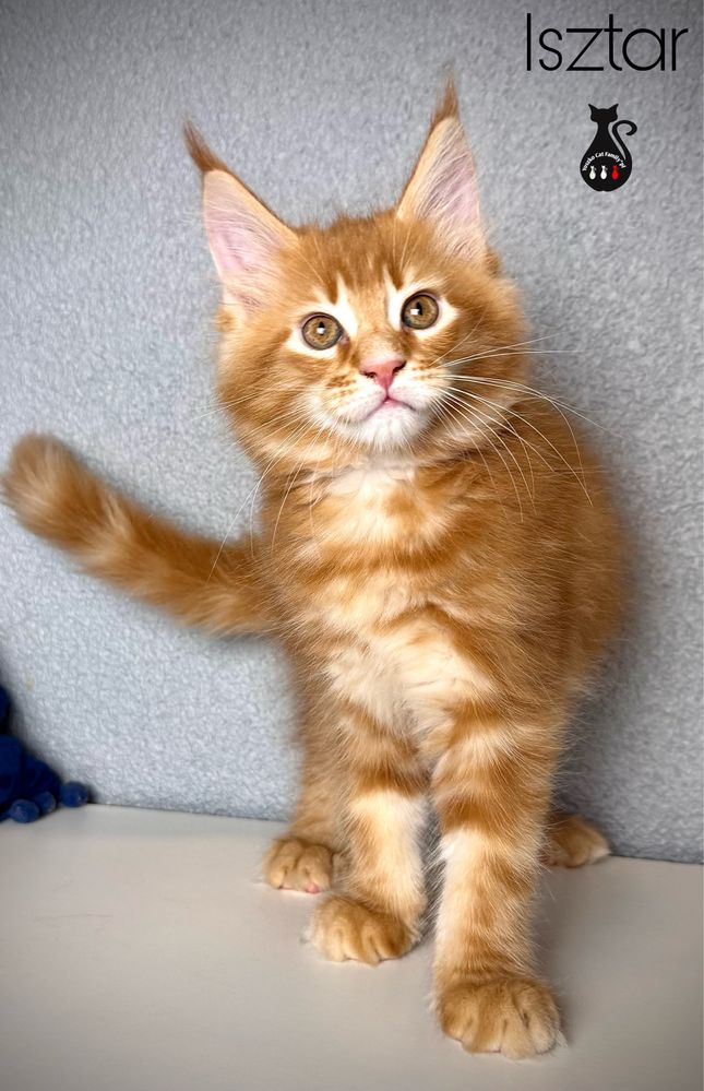 Maine Coon kocurek Rudy pregowanyREZERWACJA