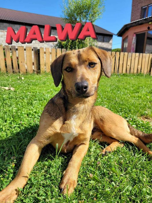 Młoda cudowna sunia kochająca ludzi szuka PILNIE dobrego domku