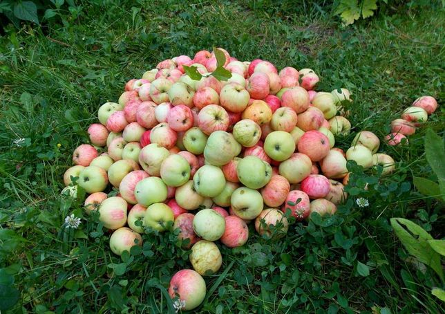 Закуповуємо яблука збіранку
