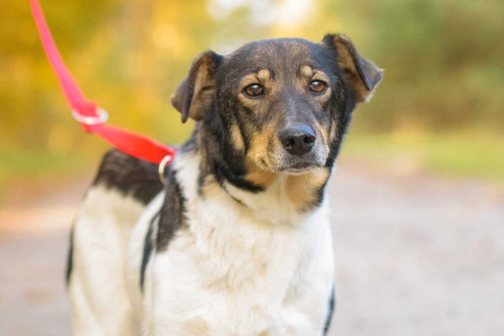 ISANA - wspaniała sunia o anielskim charakterze