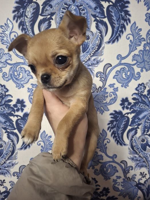 Щенки чихуахуа мини