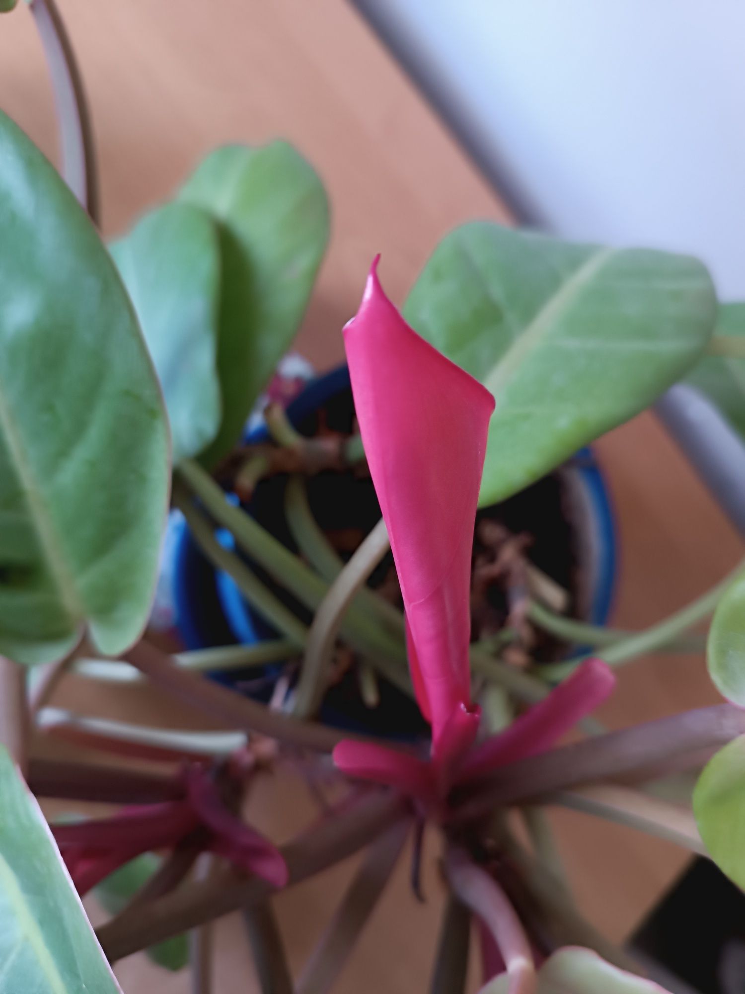 Filodendron Prince of Orange