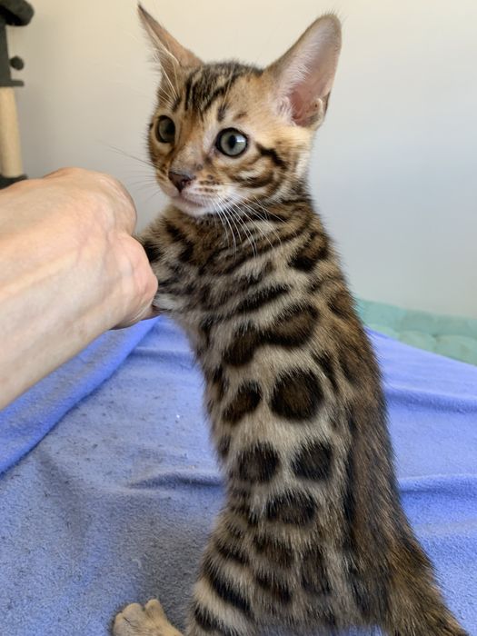 Gatinha bengal registada com LOP e vacinas