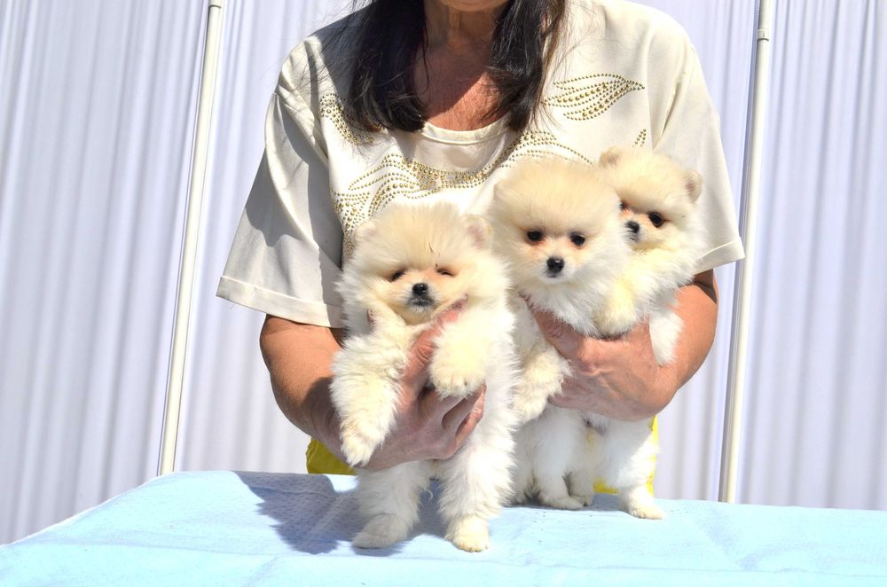 дівчатка і хлочики!