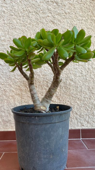 Vendo suculenta Jade