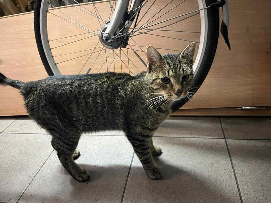 DIEGO kocurek młody kochany przytulas adopcja schronisko