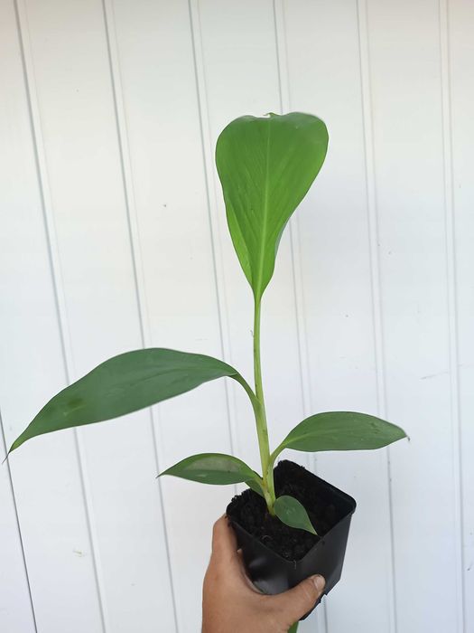 Bananowiec Musa Thousand Fingers sadzonka P7 banan 40cm