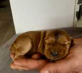 Cocker Spaniel Angielski