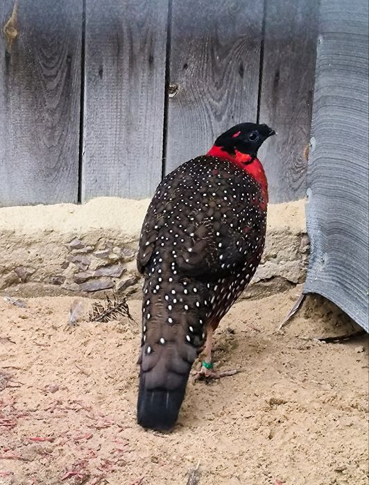 Bażanty tragopany satyry