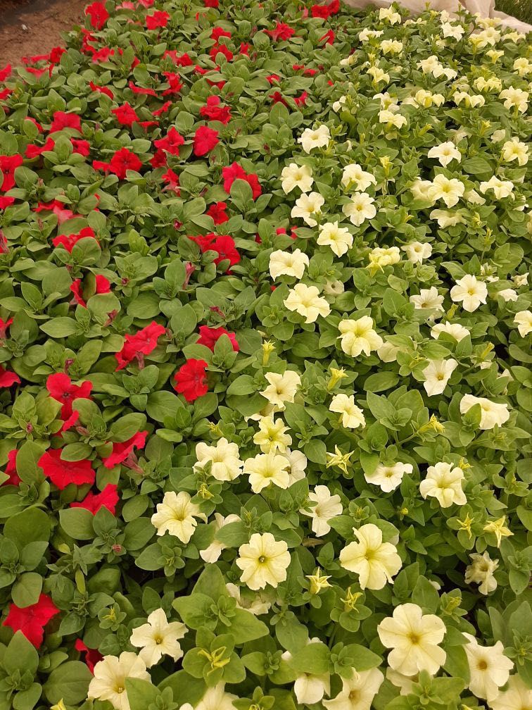 Sadzonki kwiatów jednorocznych i wieloletnich na działkę i do ogrodu