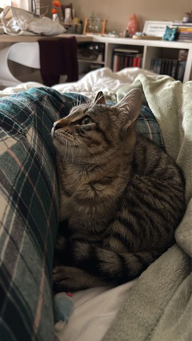 Gatinhos bebes para adoção responsavel
