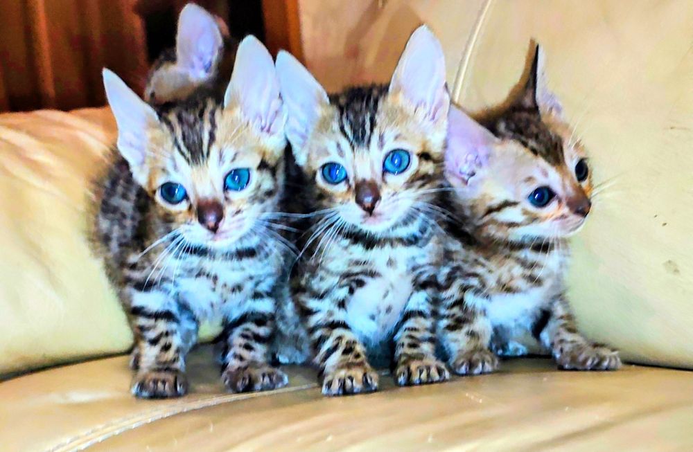 Бенгалята дівчатка