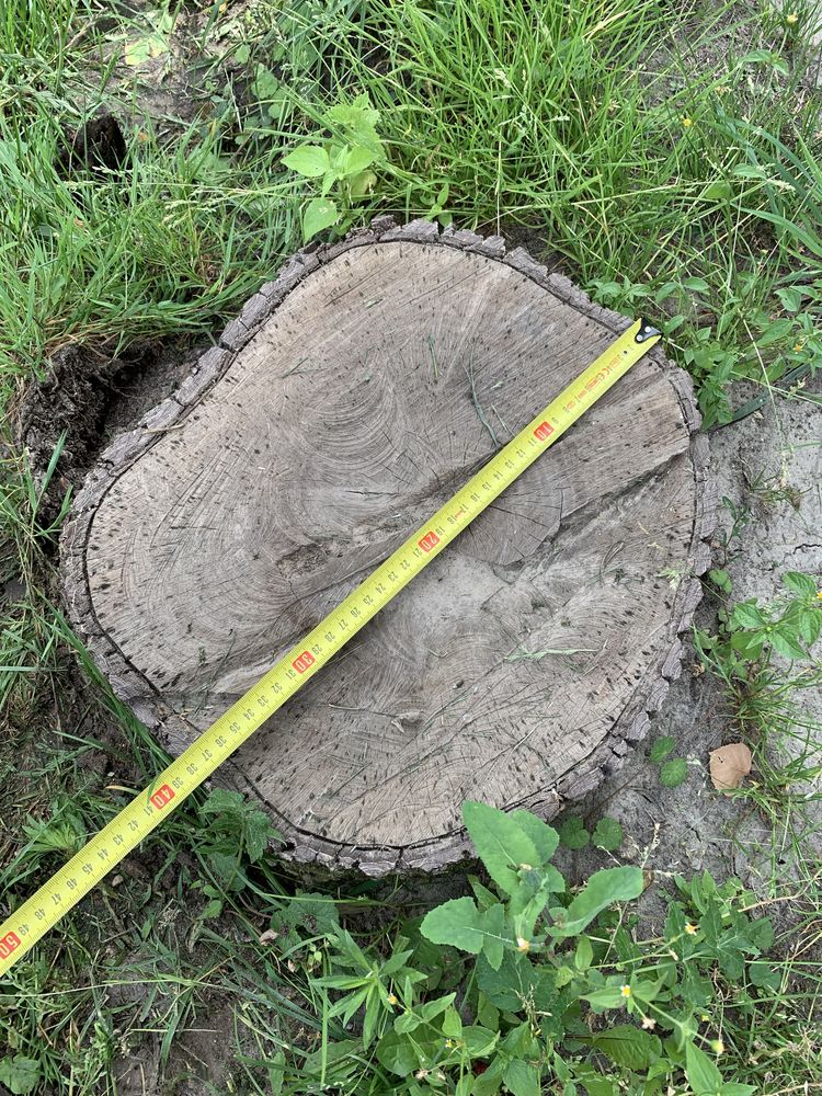Корінь горіха