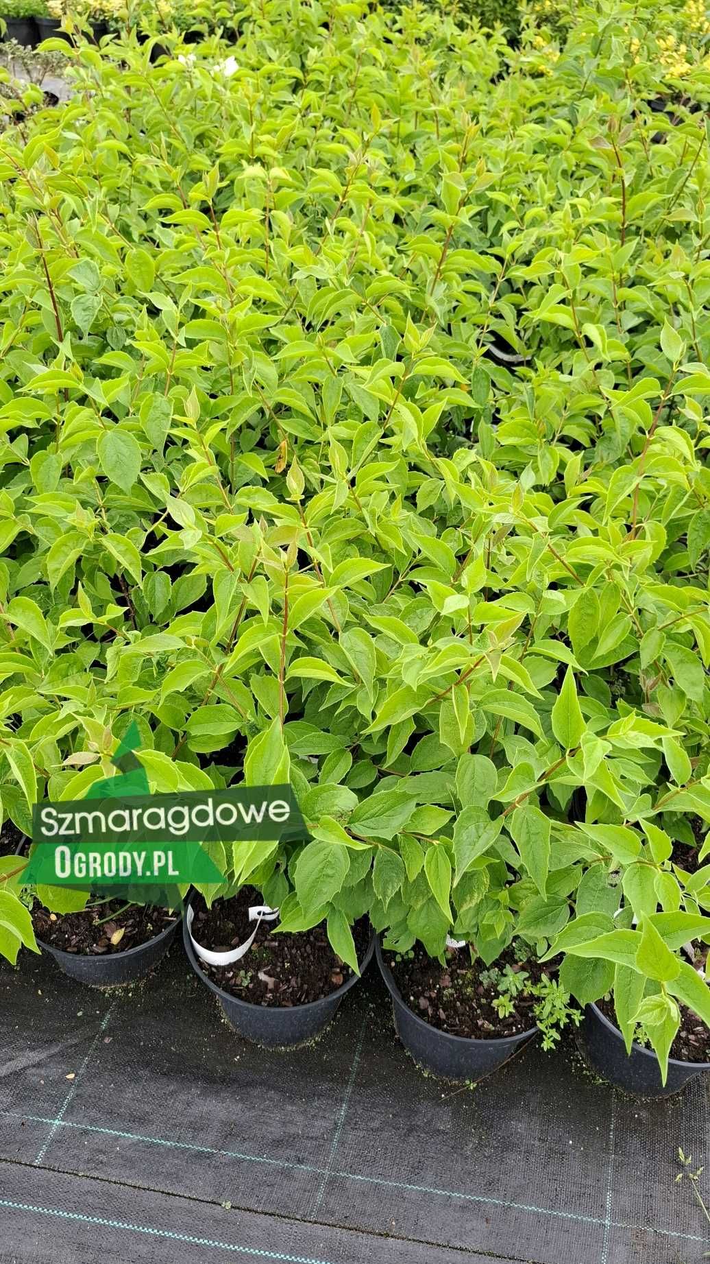 Jaśminowiec wonny Philadelphus coronarius w donicy C2 PROMOCJA