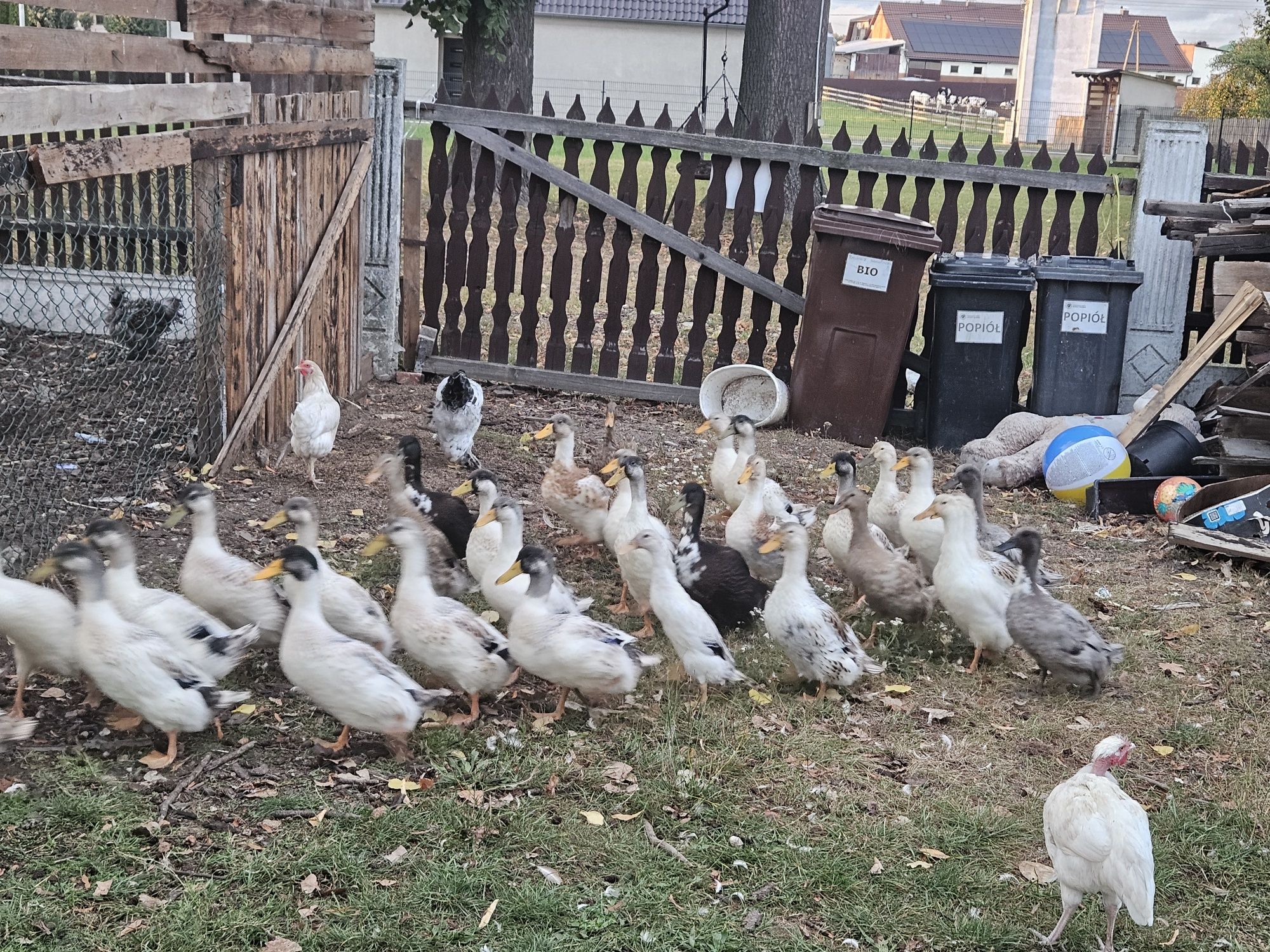 Młode kaczki i kaczory