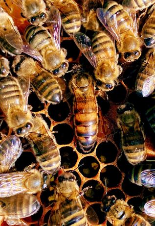 Buckfast HYG+ Matki pszczele unasiennione, odkłady wysyłka 2022 r.