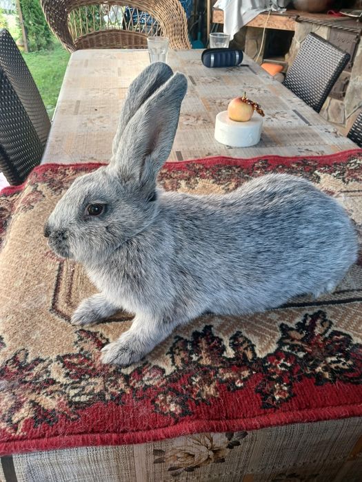 Кролик європейське світле срібло