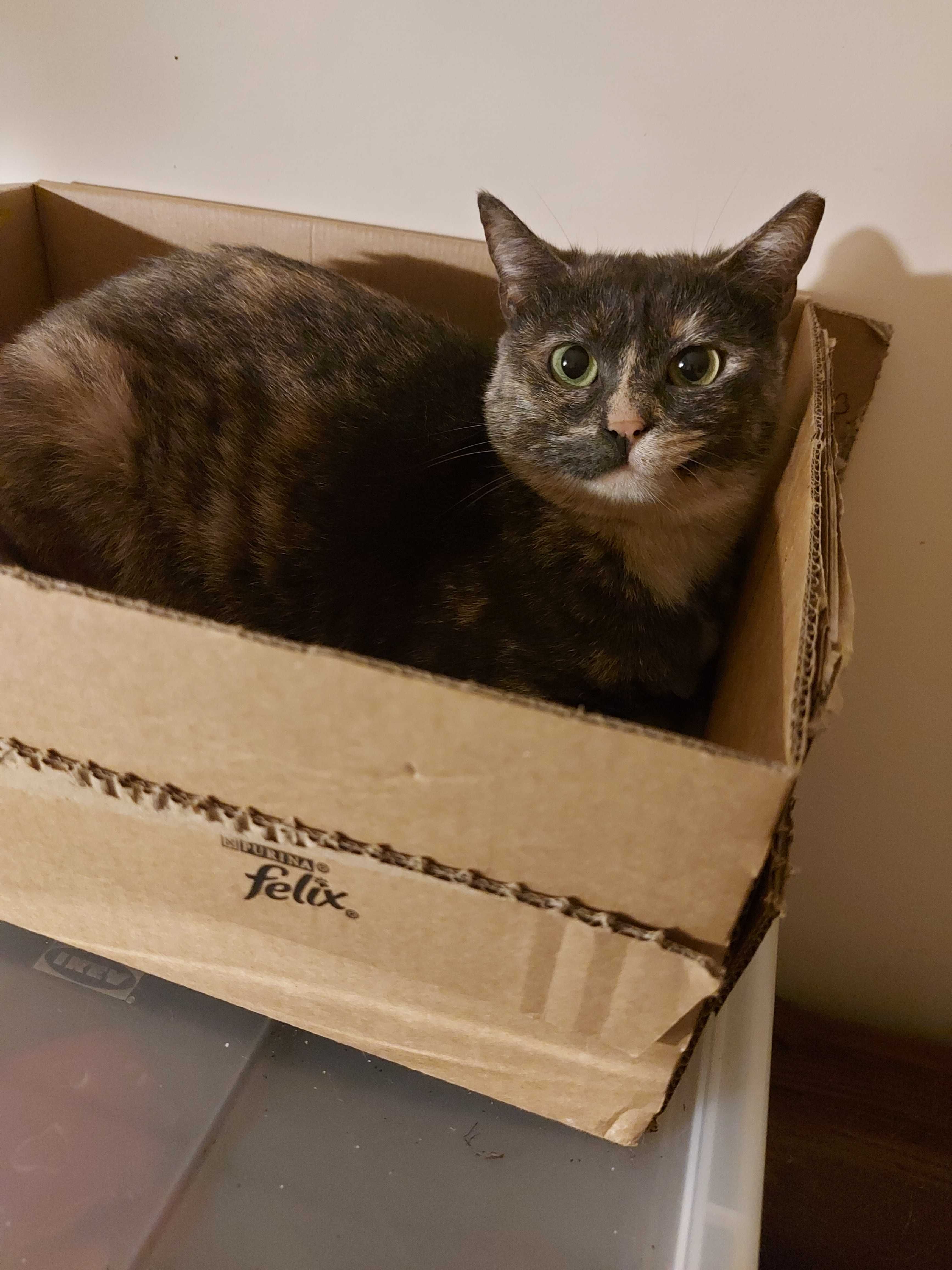 Gatinhas precisam de uma família para sempre!