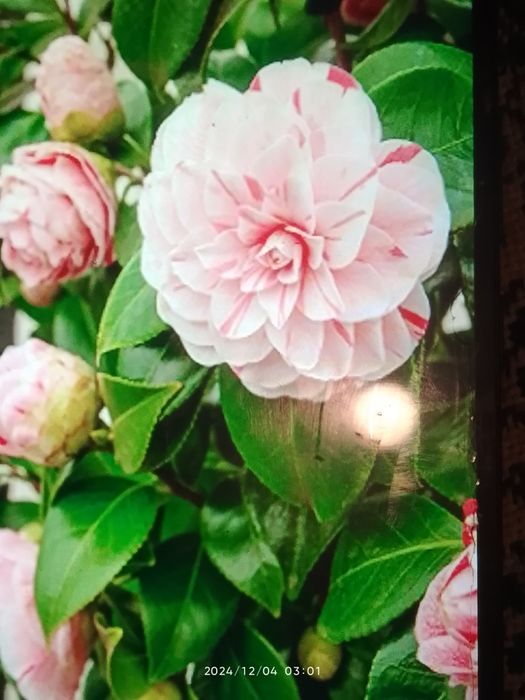 Камелія 3 сорти,фуксії св/ зріз  по 15 грн .