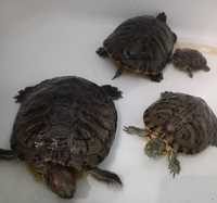 Продам черепахи червоновухі